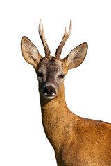 Roe deer, capreolus capreolus, watching in detail islated on transparent background. Roebuck staring cut out on blank. Mammal with antlers looking in close up with space for text.