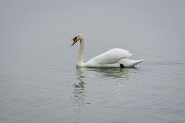 Fototapeta na wymiar A swan in a tributary of the Danube in the winter 