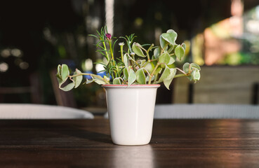 Plant pot with sunlight on table - 405457069