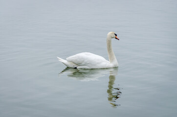 A swan in a tributary of the Danube in the winter 