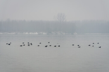 A flock of birds over the water of the Danube River in winter