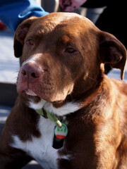 portrait of a Brown dog