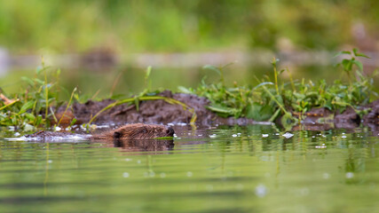 Naklejka na ściany i meble Eurasian beaver, castor fiber, swimming in water in summertime nature near its dam. Aquatic mammal floating in swamp horizontal. Brown wild animal with head out of the lake.