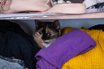 naughty mischievous and cute young cat climbed into the closet and sits slandering out of jersey