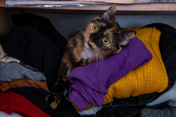 naughty mischievous and cute young cat climbed into the closet and sits slandering out of jersey