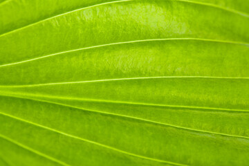 A closeup of the natural texture of a green leaf.