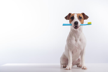 Smart dog jack russell terrier holds a blue toothbrush in his mouth on a white background. Oral hygiene of pets