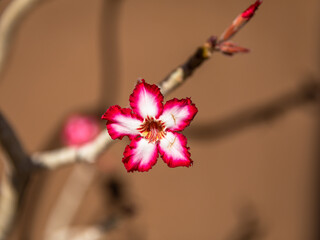 Impala lily ( Adenium Multiforum), Sesriem, Namibia.