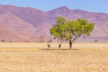 Two oryx (oryx gazella) standing under an acacia. Gemsbok large antelope in nature habitat,...