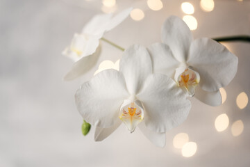 Fototapeta na wymiar Branch of blooming white orchid on a gray background with lights.