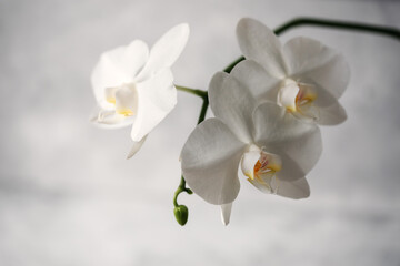 Fototapeta na wymiar Branch of blooming white orchid on gray concrete background