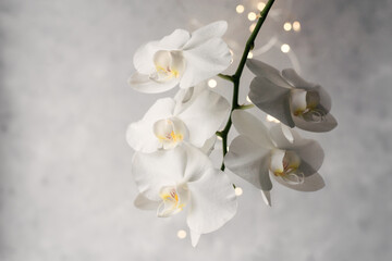 Fototapeta na wymiar Branch of blooming white orchid on a gray background with lights.