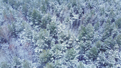 Landscape with snowy forest with dense yong fir trees covered with snow.