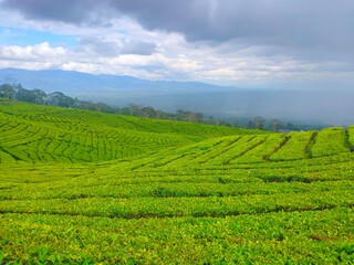 Fototapeta na wymiar Tea garden landscape above the Pagaralam mountains.