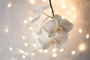 Branch of blooming white orchid on a gray background with lights.