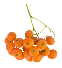 Rowan berries isolated on a white background close-up.