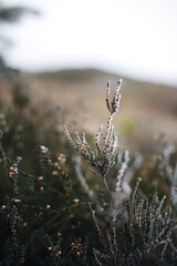 Details in the early winter ground.