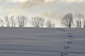 Baumreihe in Winterlandschaft
