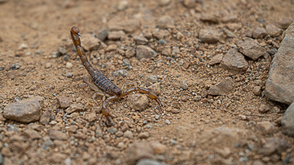 Alacrán de tierra con tenazas