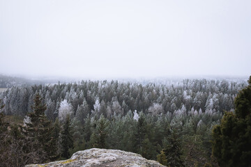 Frosty forest landscape