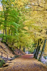 Fussweg durch Park in herbstlichen Farben in Bad Wildbad