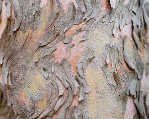 Close up of colorful wood bark and tree trunk 