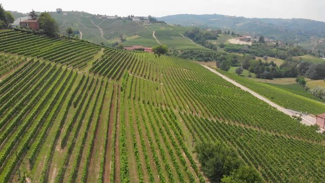 Aerial flight over landscape beautiful green hills of italian vineyards. Region wine area langhe, monferrato, roero and prosecco fields.