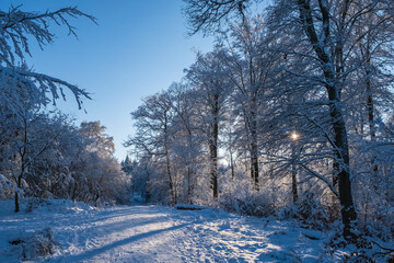 View along a snow-covered forest path in the Taunus / Germany in backlight