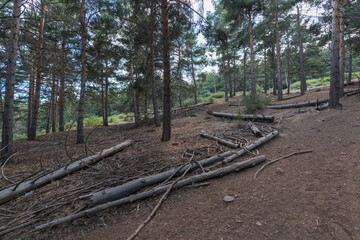pine forest in Sierra Nevada in southern Spain