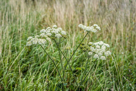 Closeup of seed and white flowers of common hogweed uncultivated growing in the wild Dutch nature. Some insects visit the flowers. The photo was taken on a cloudy day in the summer season.