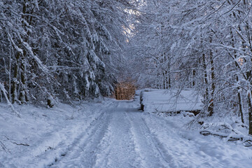View along a snow-covered forest path in the Taunus / Germany in the late afternoon