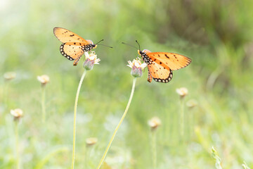 butterfly on a flower
