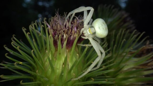 Die Ver&auml;nderliche Krabbenspinne Misumena vatia, ein typischer Lauerj&auml;ger, wartet auf Bl&uuml;ten auf unvorsichtige Insekten, die sie packen und aussaugen kann