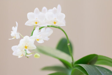 Orchid white flowers