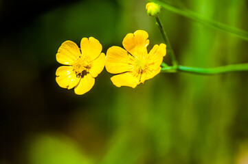 close up of yellow Common Buttercup