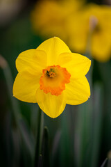 Vertical shot of a daffodil in a garden under the sunlight with a blurry background © Debi Murk/Wirestock