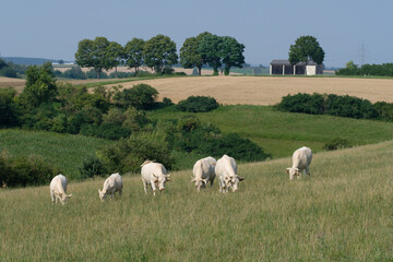 Weiße Rinder / Kühe (Charolais) im Sommer auf der Weide im grünen Gras in einer bäuerlichen Landschaft mit blauem Himmel