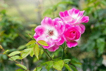 pink rose flower in a garden