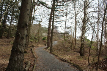 Fototapeta premium path in the woods