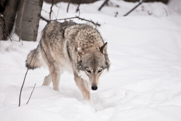 The wolf walks with his head down.