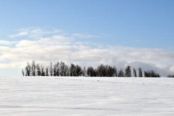 Schneelandschaft mit Wald