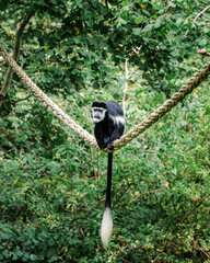 Black and white Colobus Monkey sitting on rope 