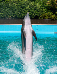 Dolphin performing tricks at dolphin show 