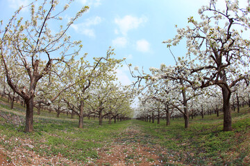 Pear trees blossom in spring