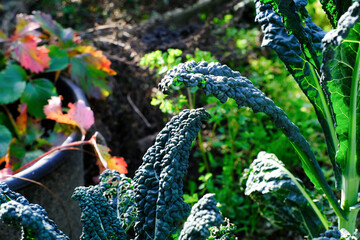 Dettaglio delle foglie di cavolo nero nell'orto.