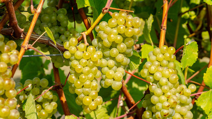 Bunch of green grapes on vine in sunny vineyard 
