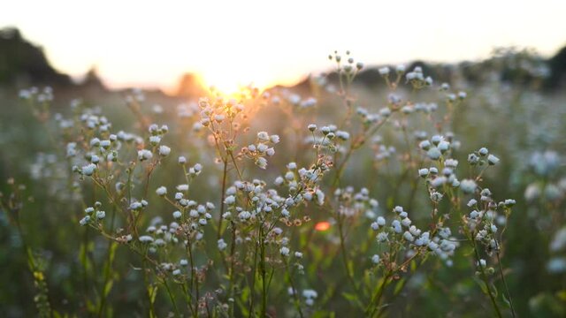 Beautiful morning or evening countryside landscape. Wild plants and grass growing in meadow. Sun shines softy at horizon in background. Natural 4k video backdrop