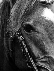 Black and white horse close up 