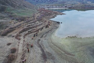 Fototapeta na wymiar Aerial view of herd of horses grazing in the field. Horses are going follow each other to the watering hole - lake Bugaz. Mountainous landscape, cattle livestock, rural scene, Crimea, Russia