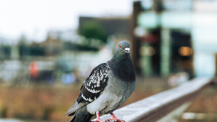 Lone grey pigeon standing on bannister in city 